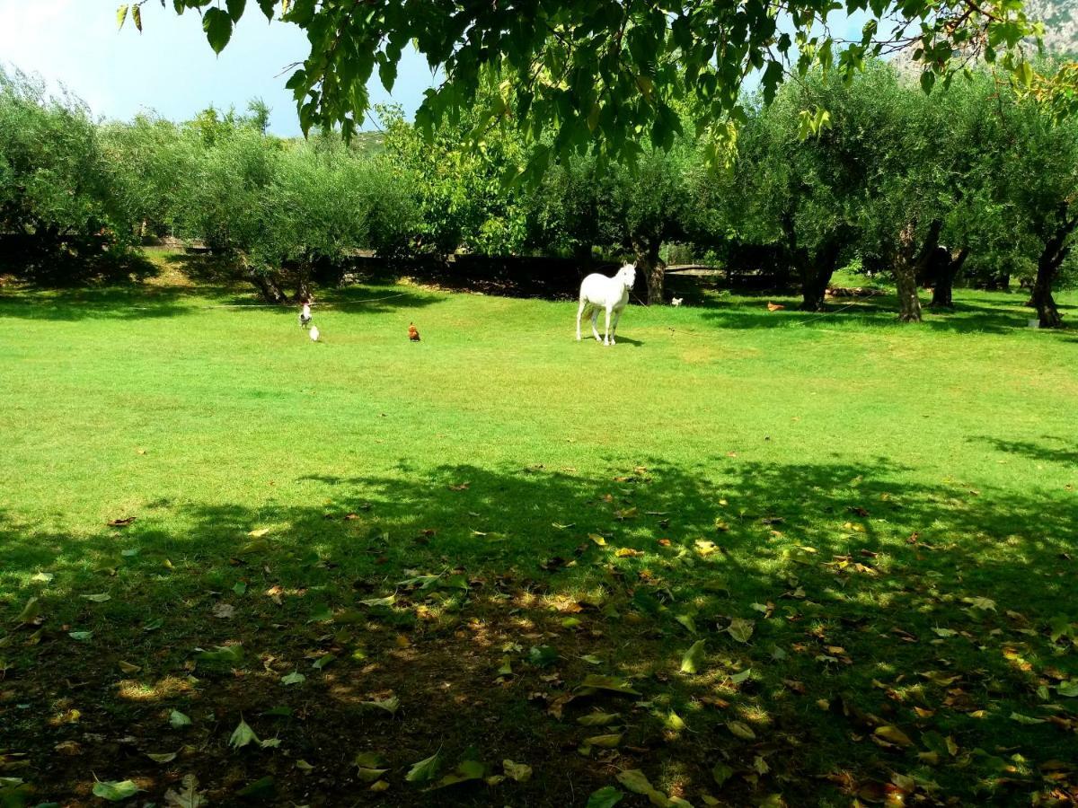 Dimitriou Rooms Gliki Dış mekan fotoğraf