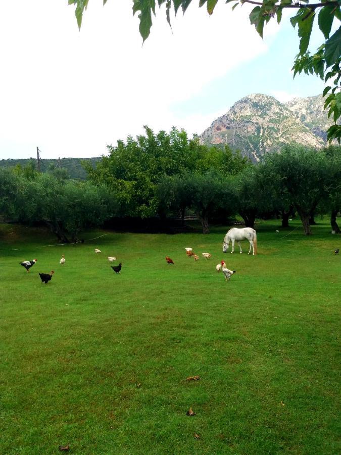 Dimitriou Rooms Gliki Dış mekan fotoğraf